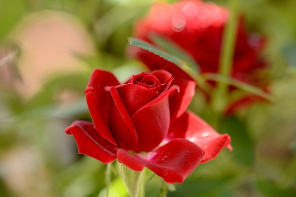 К чему снятся красные розы? Основные толкования, к чему снятся красные розы – Автор Екатерина Данилова – Журнал Женское мнение