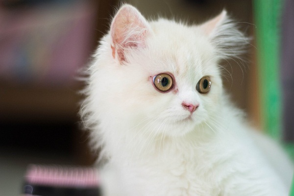 К чему снится белый котенок сонник