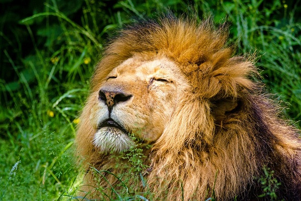К чему снится белый лев сонник
