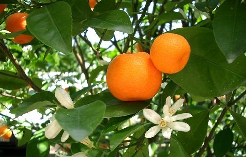 k-chemu-snyatsya-mandariny 2