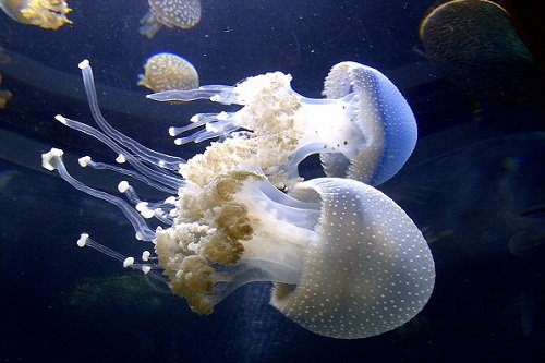 k-chemu-snitsya-meduza 2