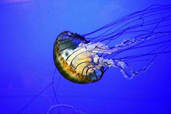 Приснились медузы. Медуза в воде по соннику