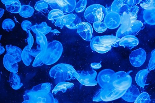 k-chemu-snitsya-meduza
