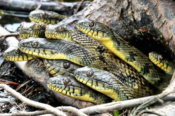 К чему снятся змеи много змей женщине сонник