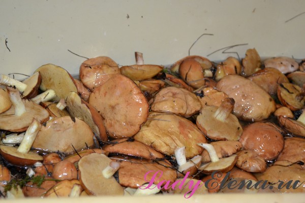 Маринованные грибы на зиму в банках: простые рецепты приготовления