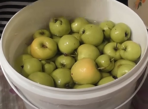 Моченые яблоки в ведре